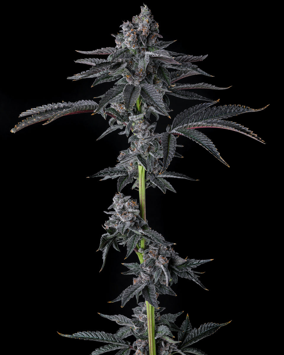 Bullz Eye Compound Genetics