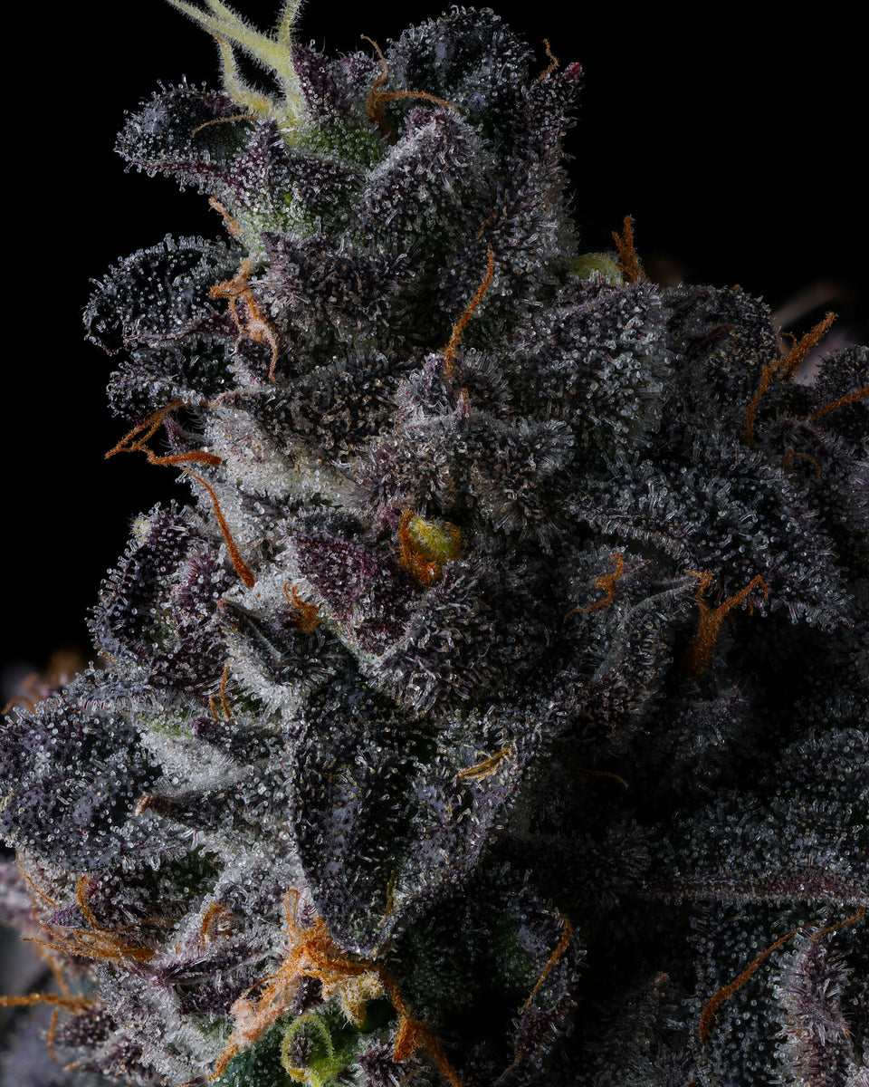 Bullz Eye Compound Genetics
