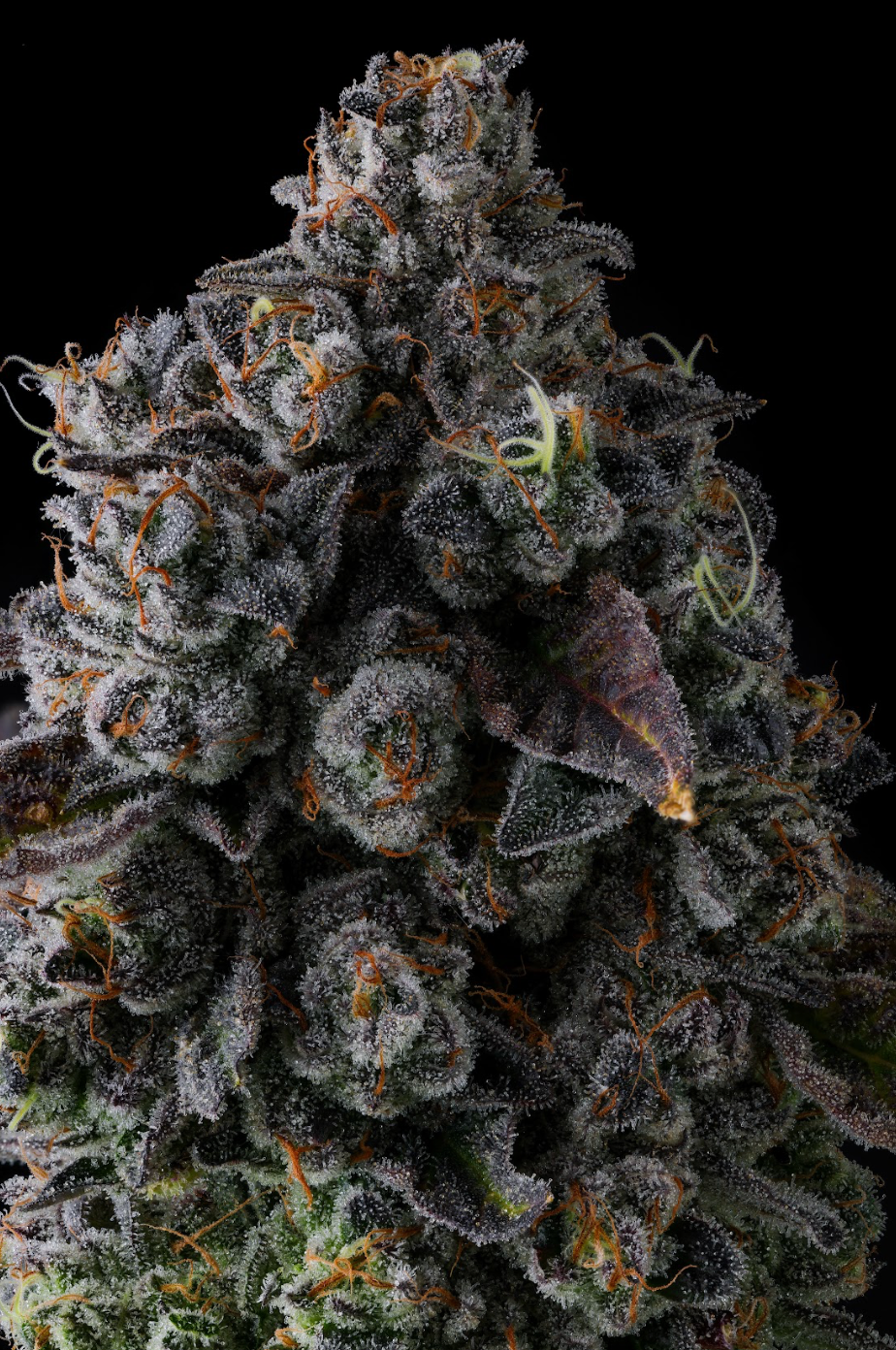 Shandel Challice Crystal Chalice – Compound Genetics