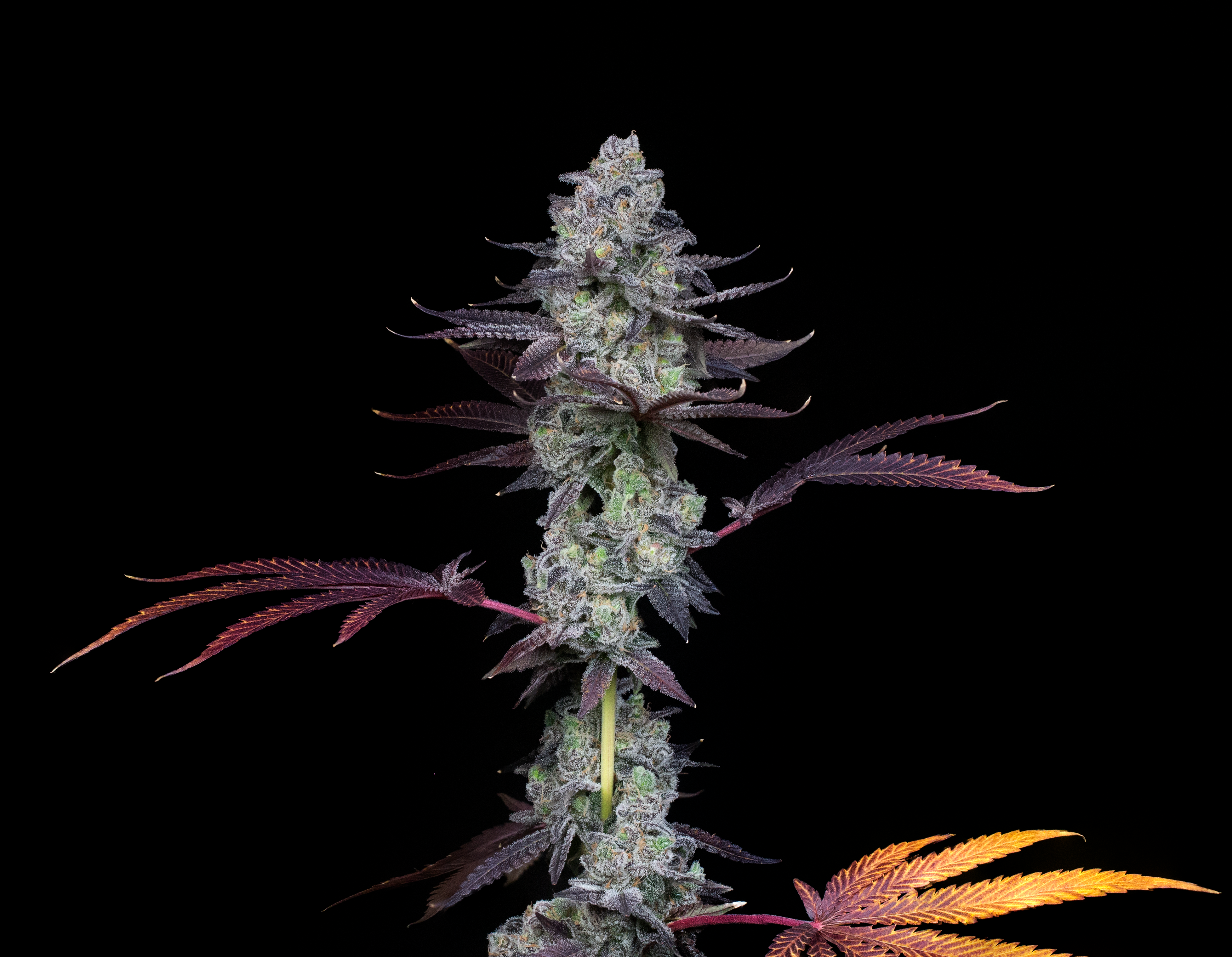 Wildcard (El Chivo x Rainbow Cheddar) x Jokerz #31