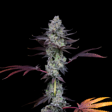 Wildcard (El Chivo x Rainbow Cheddar) x Jokerz #31