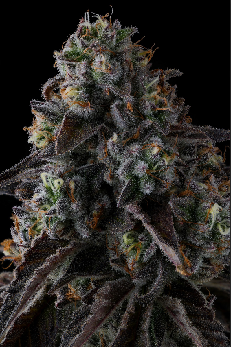 Fruit Riot Blue Raspberry Fruit Riot – Compound Genetics