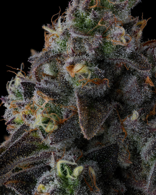 Fruit Riot – Compound Genetics