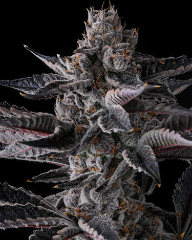 money tree genetics New Money – Compound Genetics