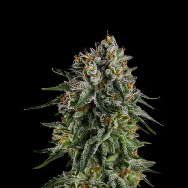 Menthol Compound Genetics The Menthol Vol. 2 – Compound Genetics