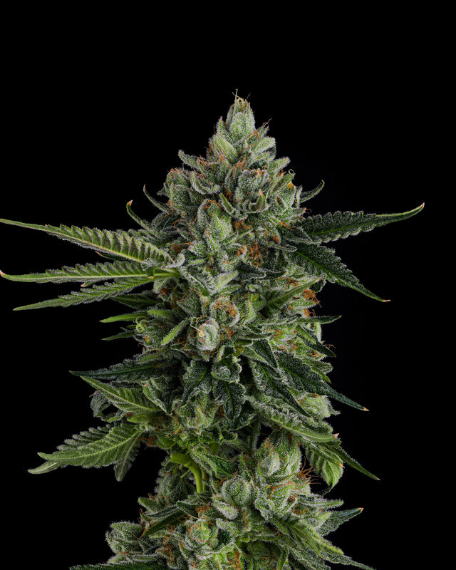 Menthol Compound Genetics Rose Gold Rackz (Rose Gold Runtz x The Menthol) – Compound Genetics
