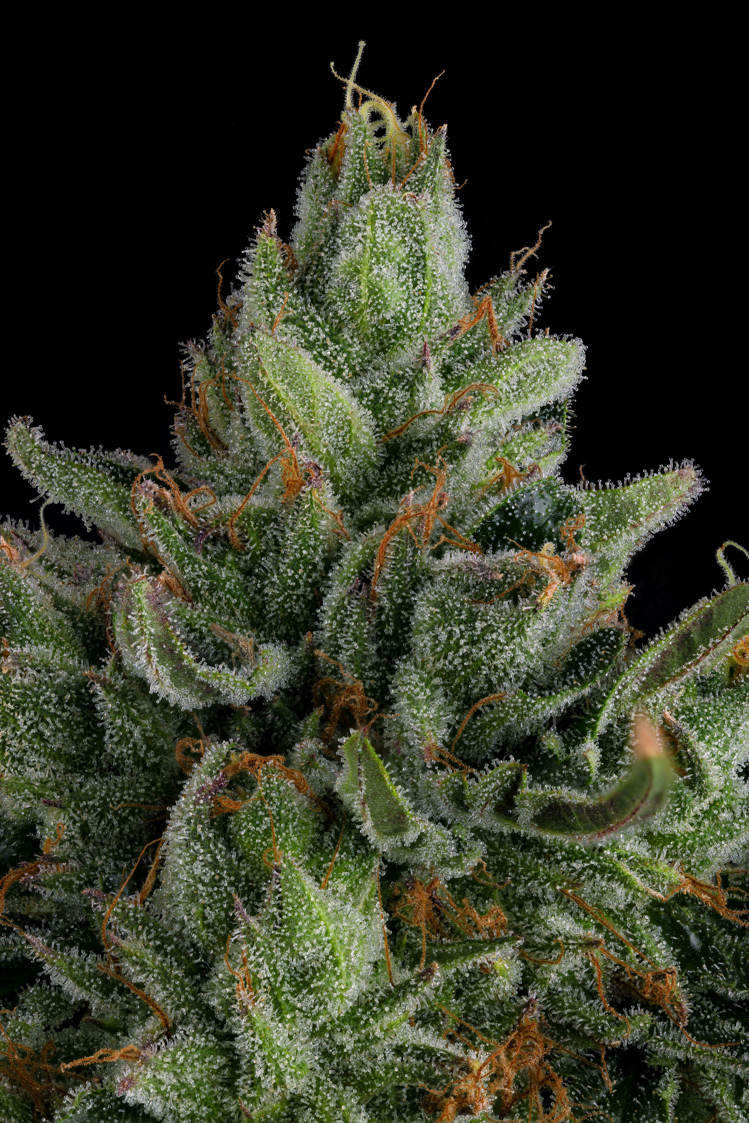 Menthol Compound Genetics Rose Gold Rackz (Rose Gold Runtz x The Menthol) – Compound Genetics